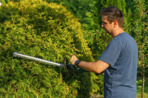 Živý plot: túje, výsadba a správné stříhání