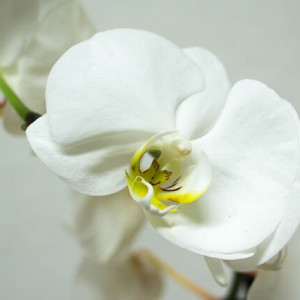 pěstování orchidejí