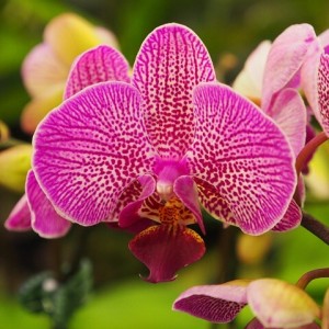 pěstování orchidejí