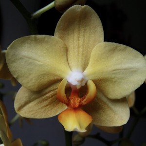 pěstování orchidejí