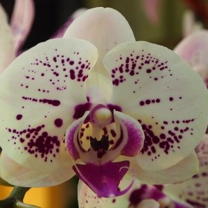 pěstování orchidejí