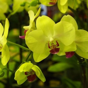 pěstování orchidejí