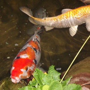 koi kapr