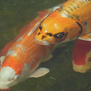 koi kapr
