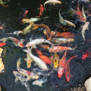 koi kapr