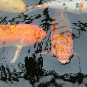 koi kapr