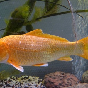 koi kapr