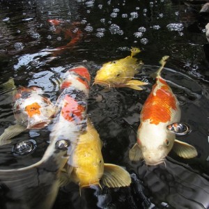koi kapr