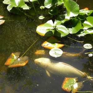koi kapr