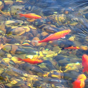 koi kapr